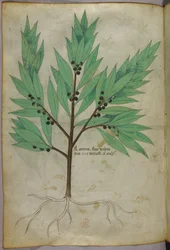 Botanisk illustrasjon, ca. 1440 (blekk og farge på vellum)