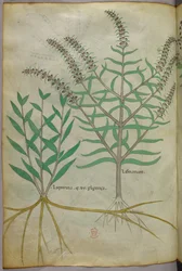 Botanisk illustrasjon, ca. 1440 (blekk og farge på vellum)