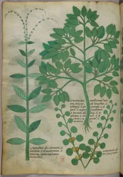 Botanisk illustrasjon, ca. 1440 (blekk og farge på vellum)