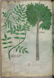 Botanisk illustrasjon, ca. 1440 (blekk og farge på vellum)