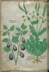 Botanisk illustrasjon, ca. 1440 (blekk og farge på vellum)