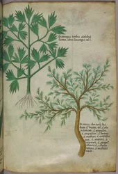 Botanisk illustrasjon, ca. 1440 (blekk og farge på vellum)
