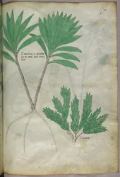 Botanisk illustrasjon, ca. 1440 (blekk og farge på vellum)