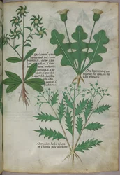 Botanisk illustrasjon, ca. 1440 (blekk og farge på vellum)