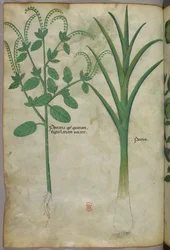 Botanisk illustrasjon, ca. 1440 (blekk og farge på vellum)
