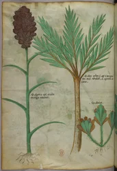 Botanisk illustrasjon, ca. 1440 (blekk og farge på vellum)