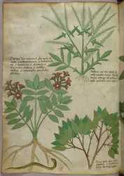 Botanisk illustrasjon, ca. 1440 (blekk og farge på vellum)