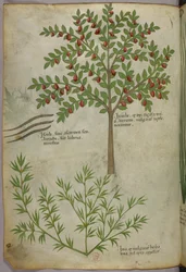 Botanisk illustrasjon, ca. 1440 (blekk og farge på vellum)