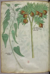 Botanisk illustrasjon, ca. 1440 (blekk og farge på vellum)