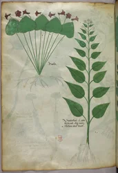 Botanisk illustrasjon, ca. 1440 (blekk og farge på vellum)