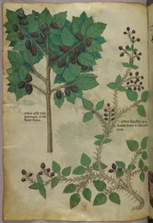 Botanisk illustrasjon, ca. 1440 (blekk og farge på vellum)