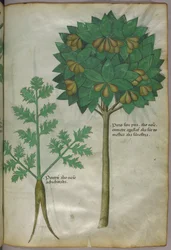 Botanisk illustrasjon, ca. 1440 (blekk og farge på vellum)