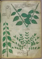 Botanisk illustrasjon, ca. 1440 (blekk og farge på vellum)