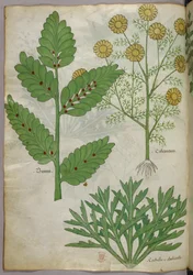 Botanisk illustrasjon, ca. 1440 (blekk og farge på vellum)