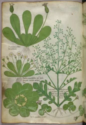 Botanisk illustrasjon, ca. 1440 (blekk og farge på vellum)