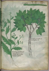 Botanisk illustrasjon, ca. 1440 (blekk og farge på vellum)