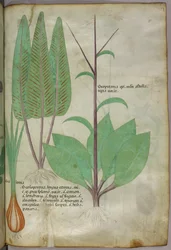 Botanisk illustrasjon, ca. 1440 (blekk og farge på vellum)