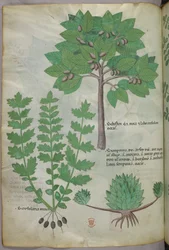 Botanisk illustrasjon, ca. 1440 (blekk og farge på vellum)