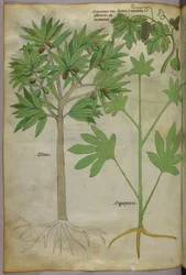 Botanisk illustrasjon, ca. 1440 (blekk og farge på vellum)