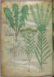 Botanisk illustrasjon, ca. 1440 (blekk og farge på vellum)