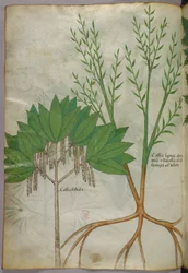 Botanisk illustrasjon, ca. 1440 (blekk og farge på vellum)