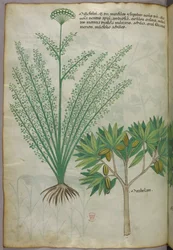 Botanisk illustrasjon, ca. 1440 (blekk og farge på vellum)
