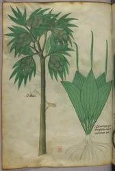 Botanisk illustrasjon, ca. 1440 (blekk og farge på vellum)