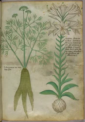 Botanisk illustrasjon, ca. 1440 (blekk og farge på vellum)