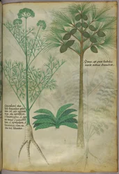 Botanisk illustrasjon, ca. 1440 (blekk og farge på vellum)