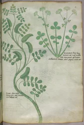 Botanisk illustrasjon, ca. 1440 (blekk og farge på vellum)