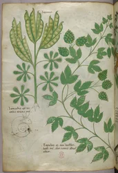 Botanisk illustrasjon, ca. 1440 (blekk og farge på vellum)