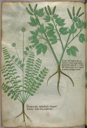 Botanisk illustrasjon, ca. 1440 (blekk og farge på vellum)