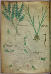 Botanisk illustrasjon, ca. 1440 (blekk og farge på vellum)