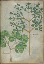Botanisk illustrasjon, ca. 1440 (blekk og farge på vellum)