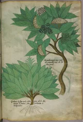 Botanisk illustrasjon, ca. 1440 (blekk og farge på vellum)