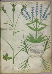 Botanisk illustrasjon, ca. 1440 (pergament), ca. 1440 (blekk og farge på vellum)