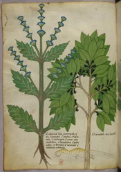 Botanisk illustrasjon fra Herbal, Tractatus de Herbis, Sloane 4016 f.39v, ca. 1440 (blekk og farge på vellum)