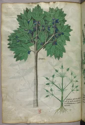 Botanisk illustrasjon av et frukttre og en plante, ca. 1440 (blekk og farge på vellum)