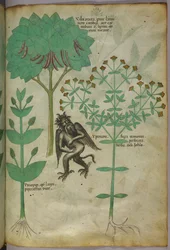 Botanisk illustrasjon av en plante og en demon; urten Ypericon skal visstnok avvise demoner, ca. 1440 (blekk og farge på vellum)