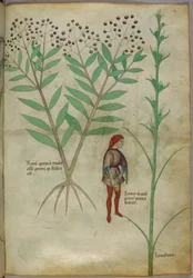 Botanisk illustrasjon av en plante og en mann som urinerer i en potte, ca. 1440 (blekk og farge på papir)