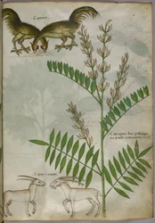 Botanisk illustrasjon av en plante, to geiter og to fugler, ca. 1440 (blekk og farge på vellum)