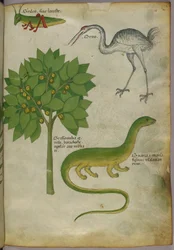 Botanisk illustrasjon av en plante med en sirisse, en trane og en salamander, ca. 1440 (blekk og farge på vellum)