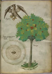 Botanisk illustrasjon av et tre, et spindelvev og en ørn, ca. 1440 (blekk og farge på vellum)