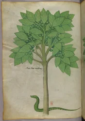 Botanisk illustrasjon av et tre og en slange, ca. 1440 (blekk og farge på vellum)