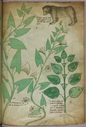 Botanisk illustrasjon av plante med en bjørn, ca. 1440 (blekk og farge på vellum)