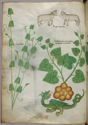 Botanisk illustrasjon av planter, en drage og sauer, ca. 1440 (blekk og farge på vellum)