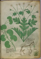 Botanisk illustrasjon av planter og et esel, ca. 1440 (blekk og farge på vellum)