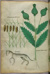 Botanisk illustrasjon av planter og en panter, ca. 1440 (blekk og farge på vellum)
