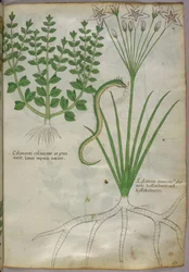 Botanisk illustrasjon av planter og en slange, ca. 1440 (blekk og farge på vellum)