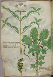 Botanisk illustrasjon av planter og en slange, ca. 1440 (blekk og farge på vellum)